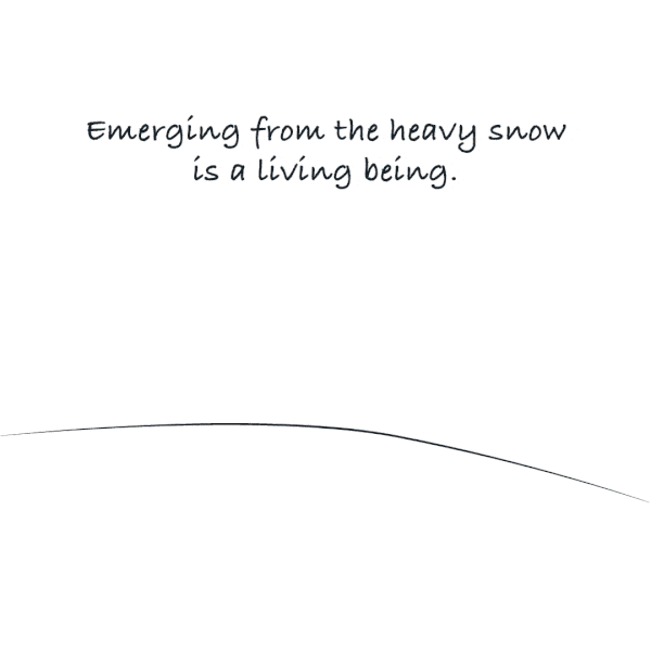 Emerging from the heavy snow is a living being.